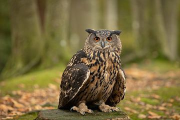 Uhu auf einem Baumstumpf im Wald von KB Design & Photography (Karen Brouwer)