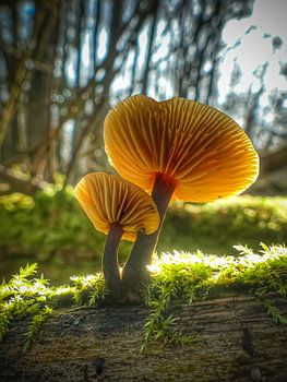 Gewöhnlicher Samtfuß (Flammulina velutipes)