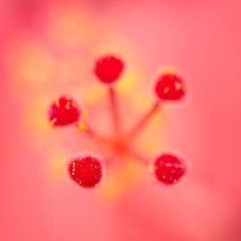 Staubblätter von Willem-Jan Brink