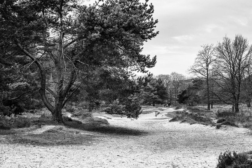 Brunssummerheide by Rob Boon