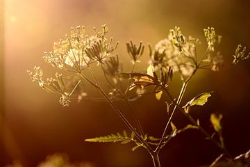 Cow parsley with backlighting