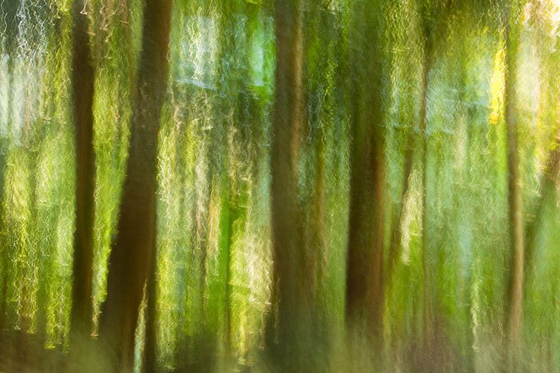 Forêt de conte de fées par Chris Stenger