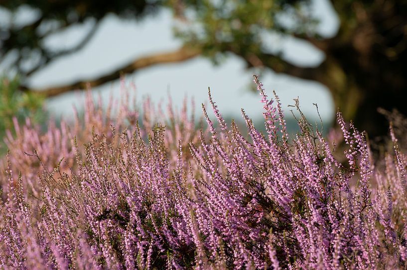 Heather Posbank by Nancy van Verseveld