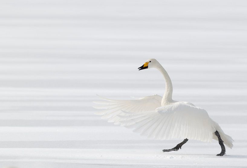 La beauté blanche par Sven Scraeyen
