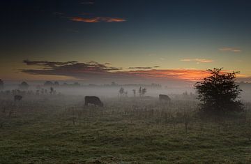 Morning Moo(ds) sur Hans Koster