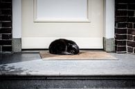 Schwarze Katze von Emel Malms Miniaturansicht