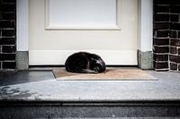 Black cat