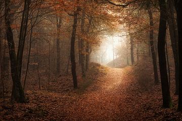 Magic Autumn by Hans Soowijl