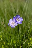 Purple flowers among the grass