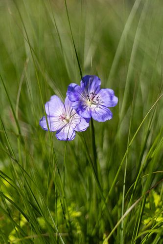 Fleurs violettes dans l'herbe