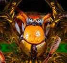 The Artificial Hornet/Europese Hoornaar van Rudi Lippi thumbnail