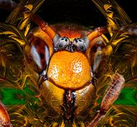 The Artificial Hornet/Europese Hoornaar