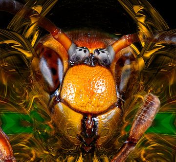 The Artificial Hornet/Europese Hoornaar van Rudi Lippi
