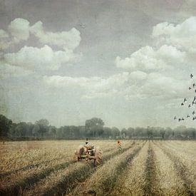 Après la récolte sur Iris van Heusden