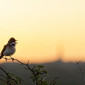 Grasmus sur Foto's van ChrisTettero.nl