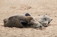 2 Wildschweine entspannt von Klaartje Majoor Miniaturansicht