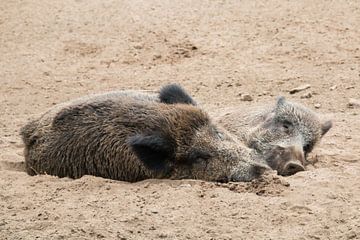 2 zwijnen relaxen van Klaartje Majoor