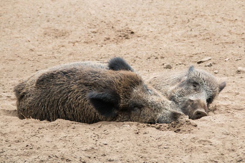 2 Wildschweine entspannt von Klaartje Majoor