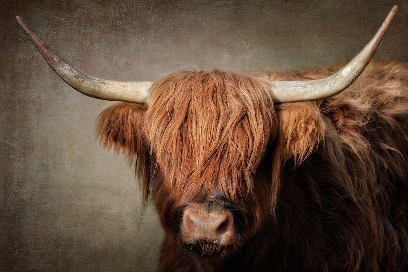 Highlander Lady von Claudia Moeckel