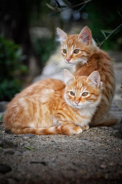 Katzen in Sardinien von Claudia Moeckel