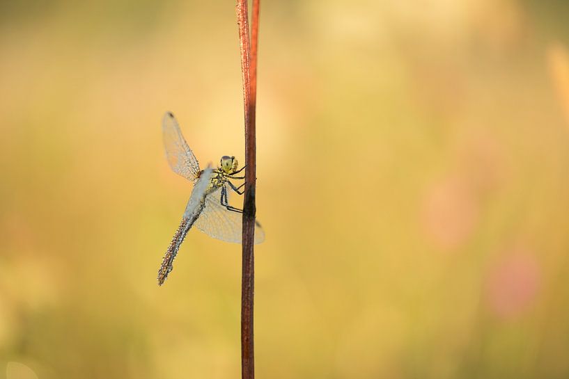 Libelle im Morgenlicht von Moetwil en van Dijk - Fotografie