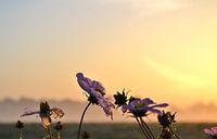 Bloemen bij zonsopkomst