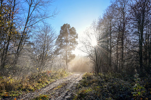 Wunderschöner Waldweg mit verschiedenen Baumarten und Sonnenstrahlen an einem kalten Morgen, Kopierr