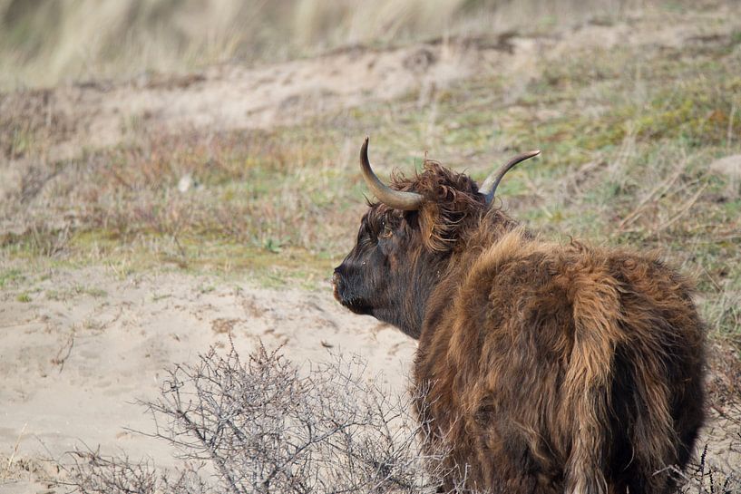 Schotse Hooglander van CreaBrig Fotografie