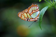 Papillon malachite par Ineke Klaassen Aperçu