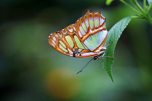 Papillon malachite sur Ineke Klaassen