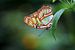 Malachietvlinder van Ineke Klaassen