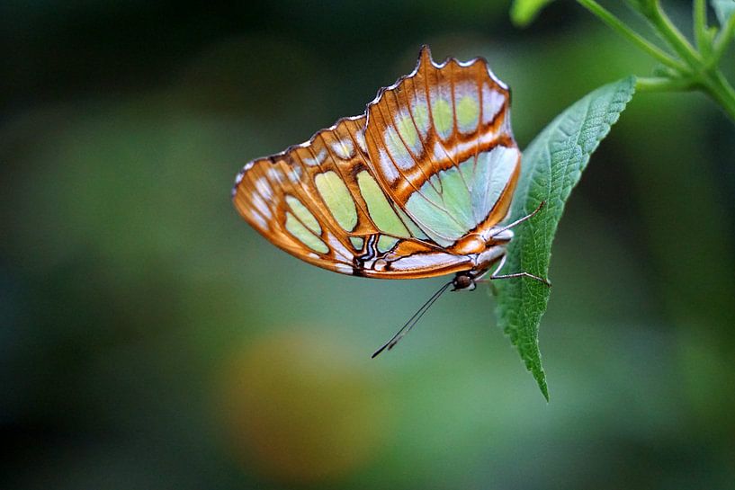 Papillon malachite par Ineke Klaassen