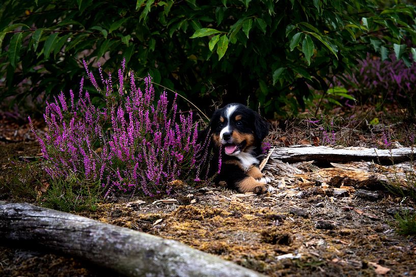 Berner Sennen-Welpe in der Natur von Danai Kox Kanters