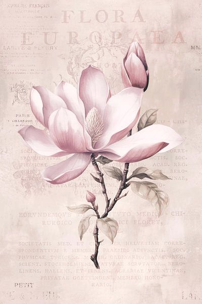 Magnolia Spring Romance Pastel Pink II von Andrea Haase