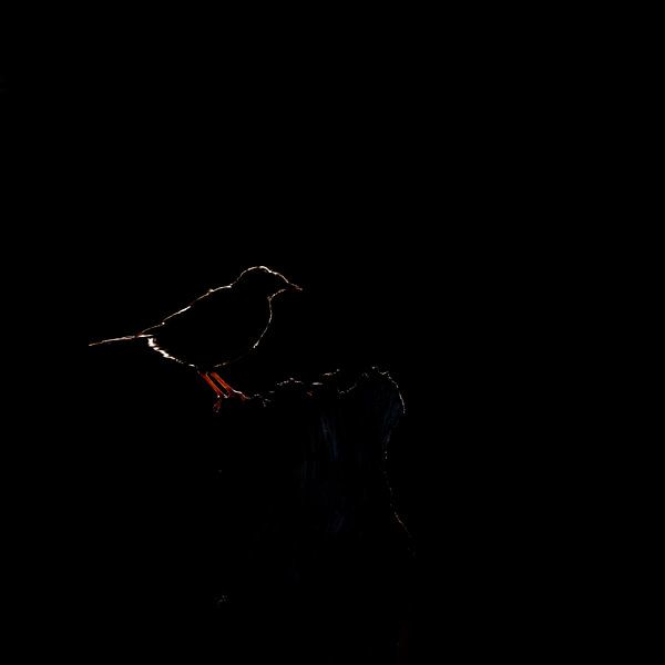 silhouet van Ed Klungers