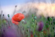 Le coquelicot en contre-jour par Kurt Krause Aperçu