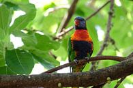 Australische mini papegaai Lorikeets van Fran Lan thumbnail