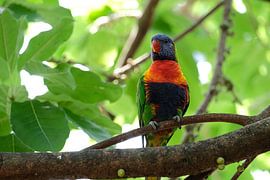 The Australian Lorikeet by Fran Lan