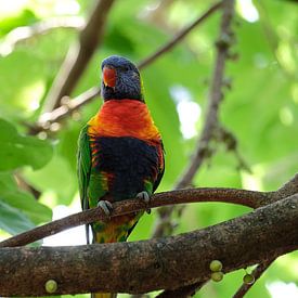 Australische mini papegaai Lorikeets van Fran Lan
