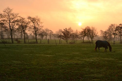 Paard in de opkomende zon, Doezum, Groningen