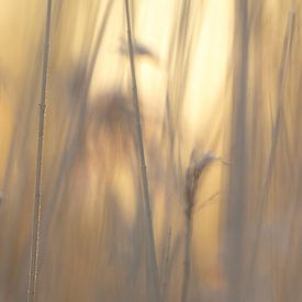 Reed sur Ries IJsseldijk