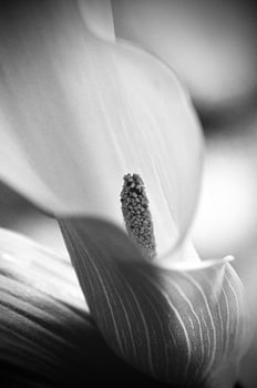 Calla in zwart wit