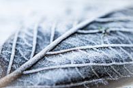 Upcoming Winter by Leon Weggelaar thumbnail