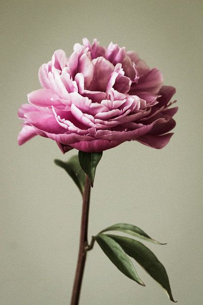 Peony modern by Piertje Kruithof