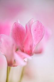 Beauty in small moments by Foto A de Jong