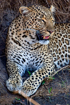 sleepy Leopard