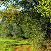 Landstraße neben dem Waldrand im Herbst von Evert Jan Luchies