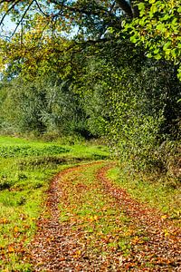 Landweg naast bosrand in de Herfst