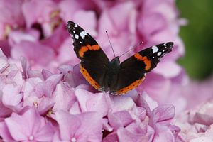 Atalanta-Schmetterling auf rosa Hortensie von Cora Unk