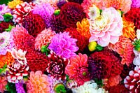 Mischung aus bunten Dahlienblüten